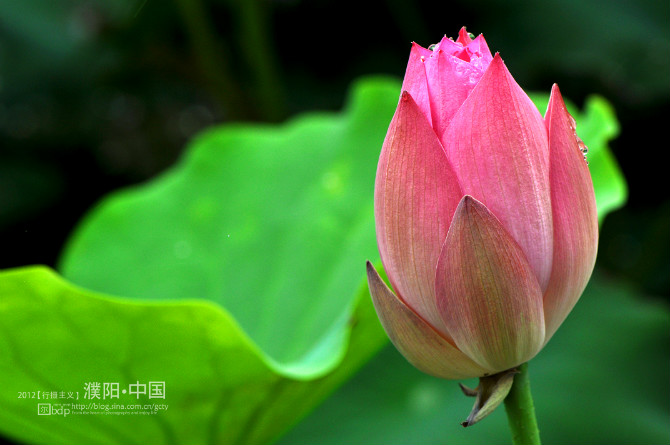 荷 2012