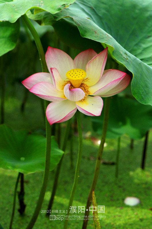 荷 2012