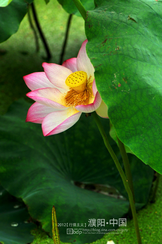 荷 2012