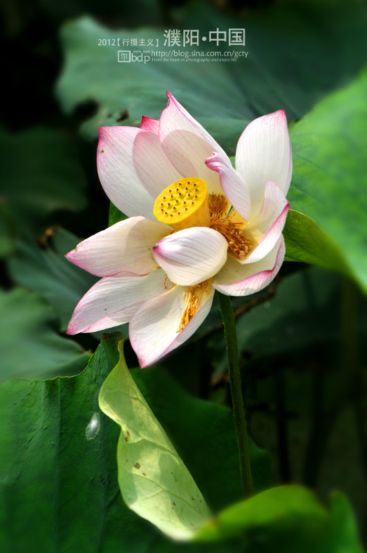 荷 2012