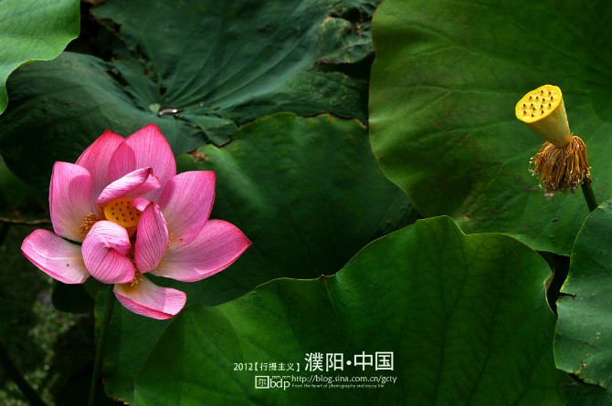 荷 2012