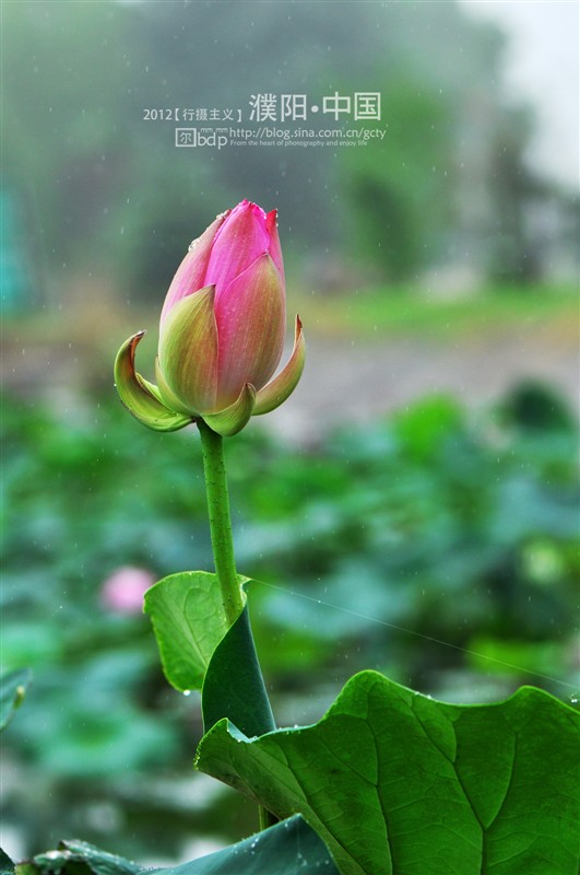荷 2012