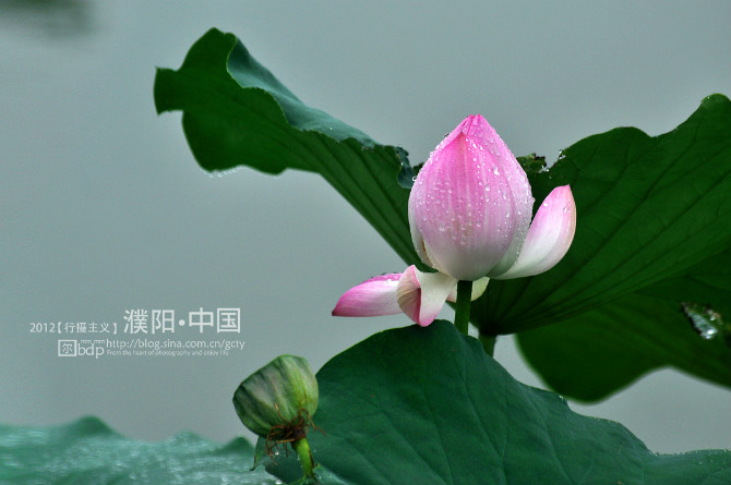 荷 2012
