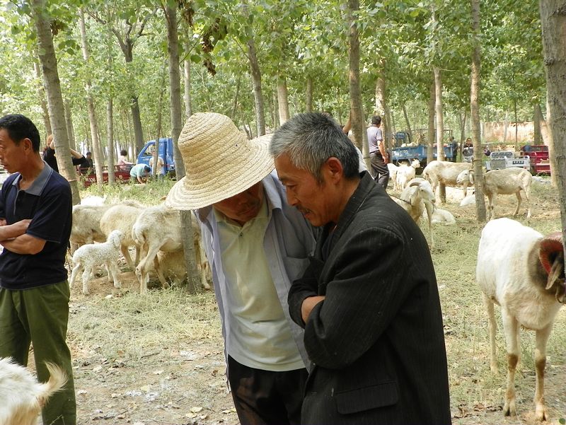 赶会买羊