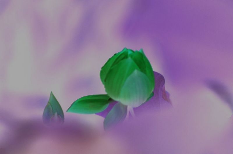 蜻蜓的梦