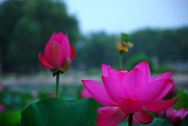 荷花与蜻蜓