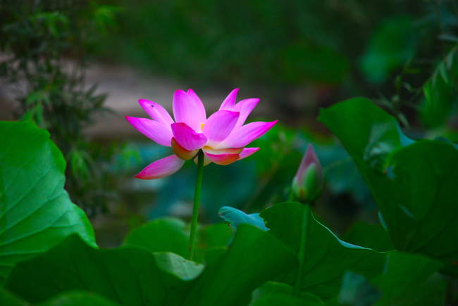荷花与蜻蜓