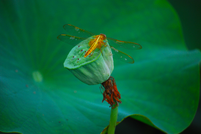 荷花与蜻蜓