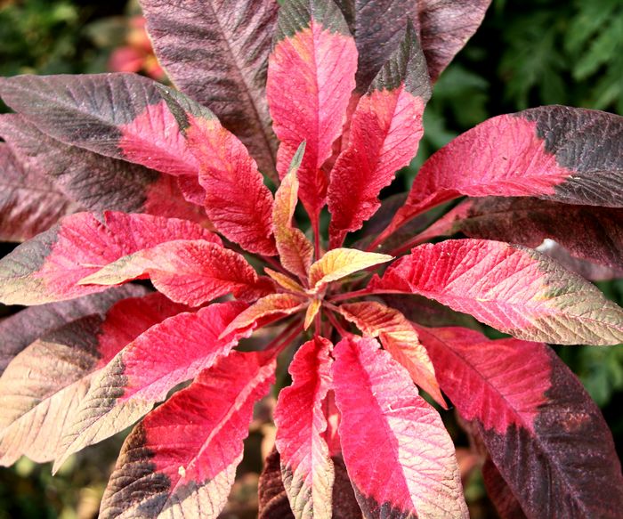 [原创]夏季植物迷人的色彩