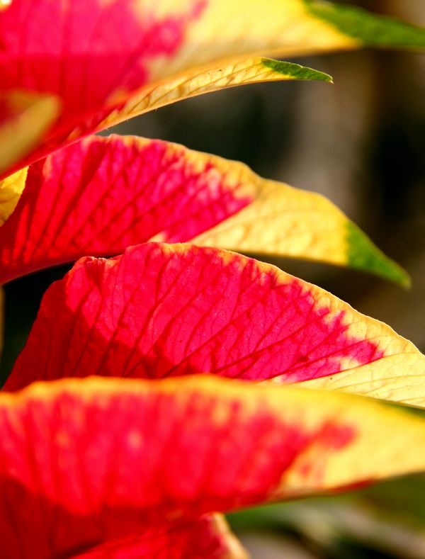 [原创]夏季植物迷人的色彩