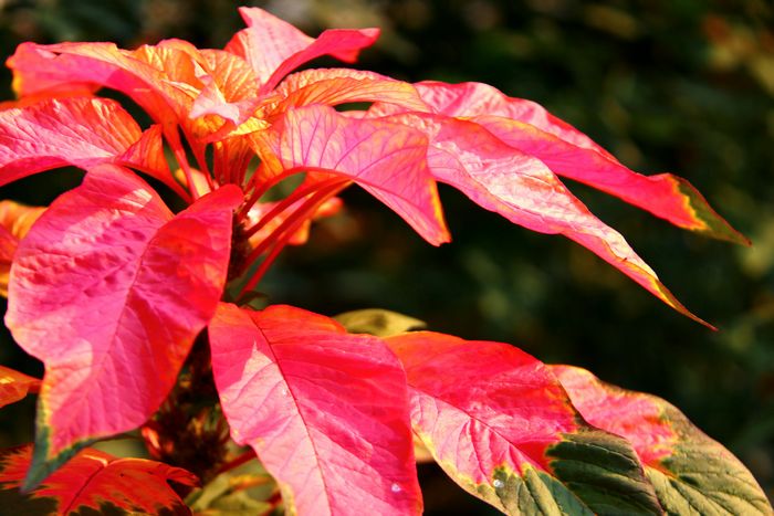 [原创]夏季植物迷人的色彩