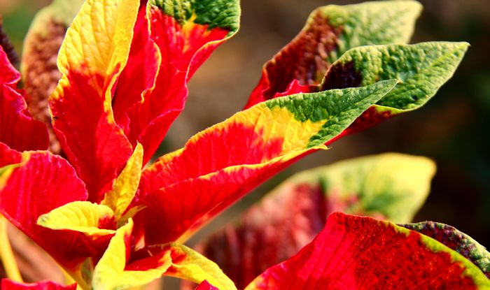 [原创]夏季植物迷人的色彩