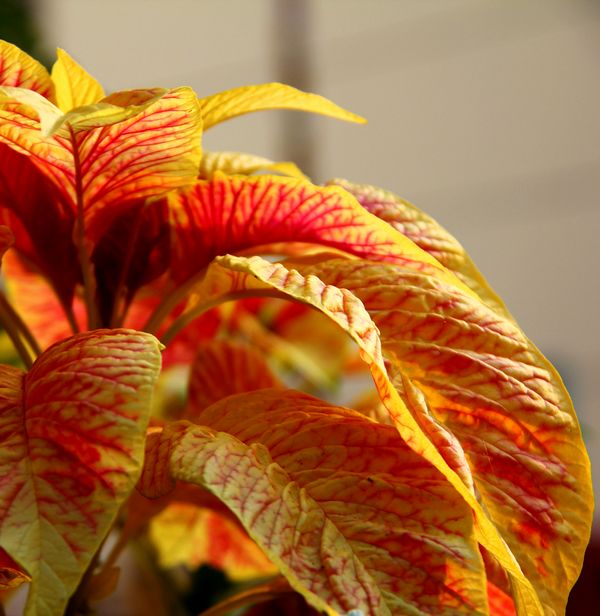 [原创]夏季植物迷人的色彩