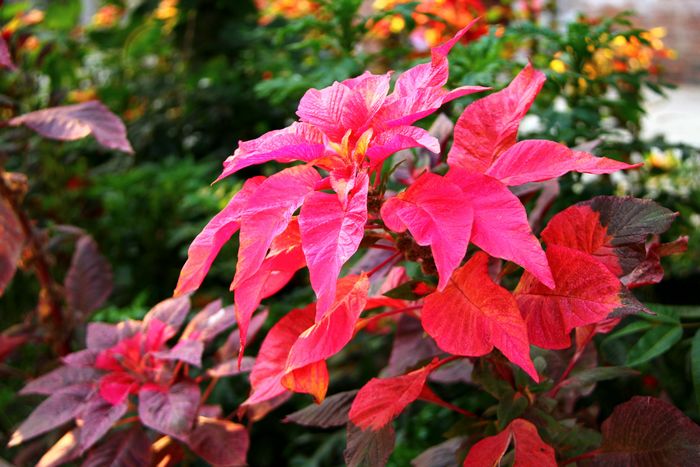 [原创]夏季植物迷人的色彩