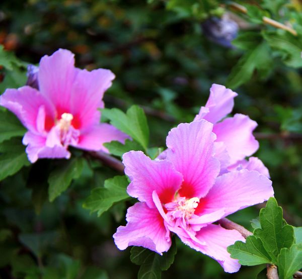 [原创]夏季植物迷人的色彩