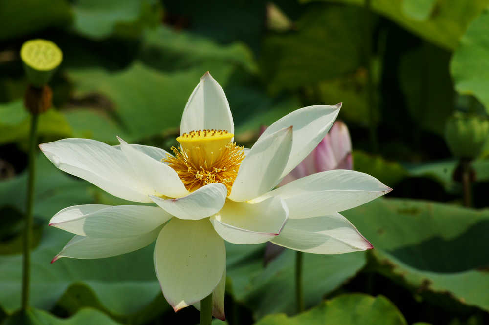 [原创]范县荷花