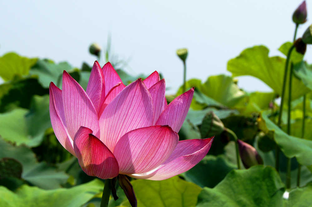 [原创]范县荷花