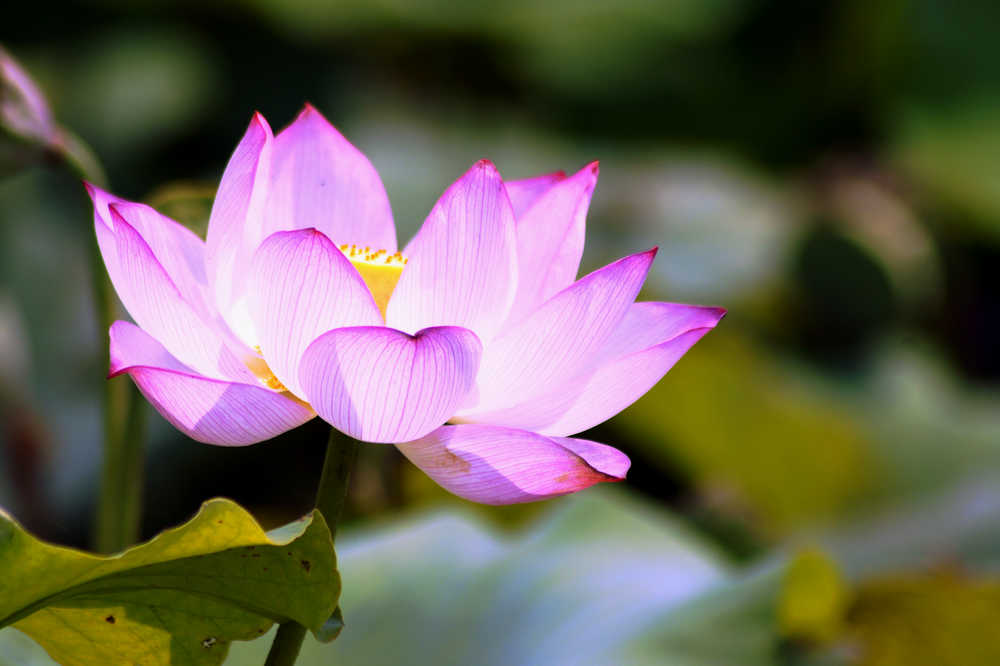 [原创]范县荷花