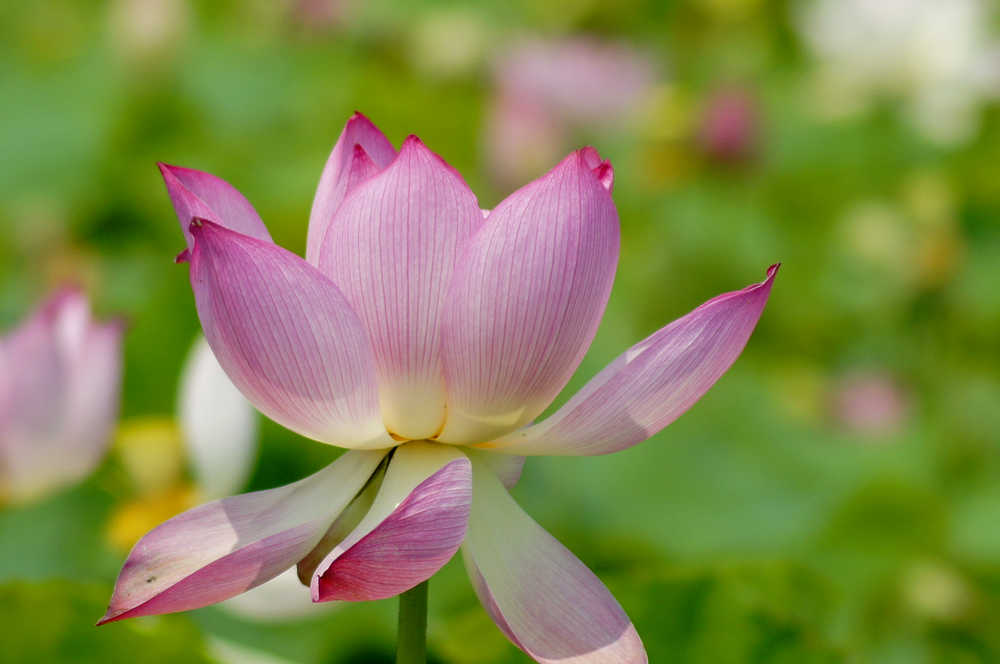 [原创]范县荷花