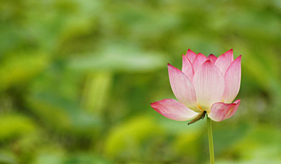 [原创]范县荷花