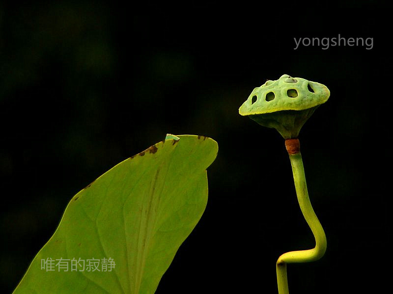 唯有的寂静
