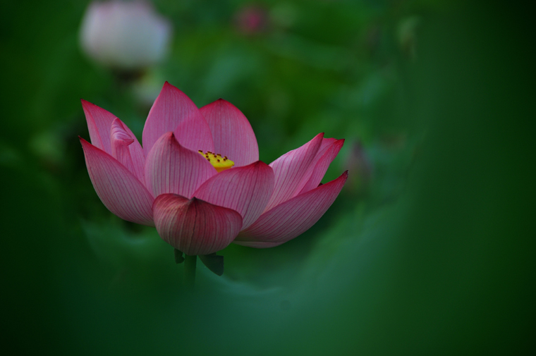 陈庄观荷