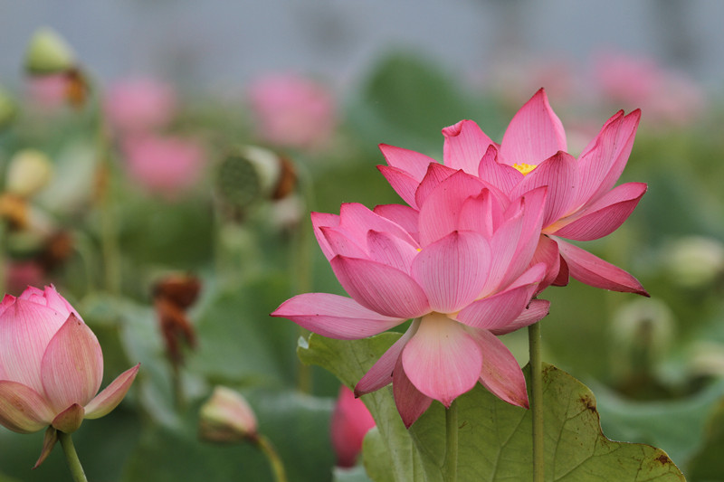 陈庄观荷