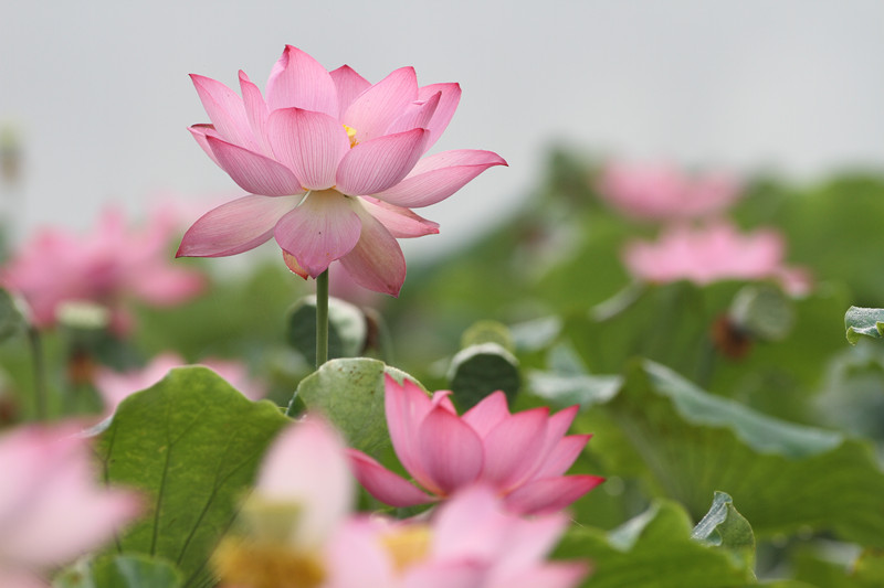 陈庄观荷