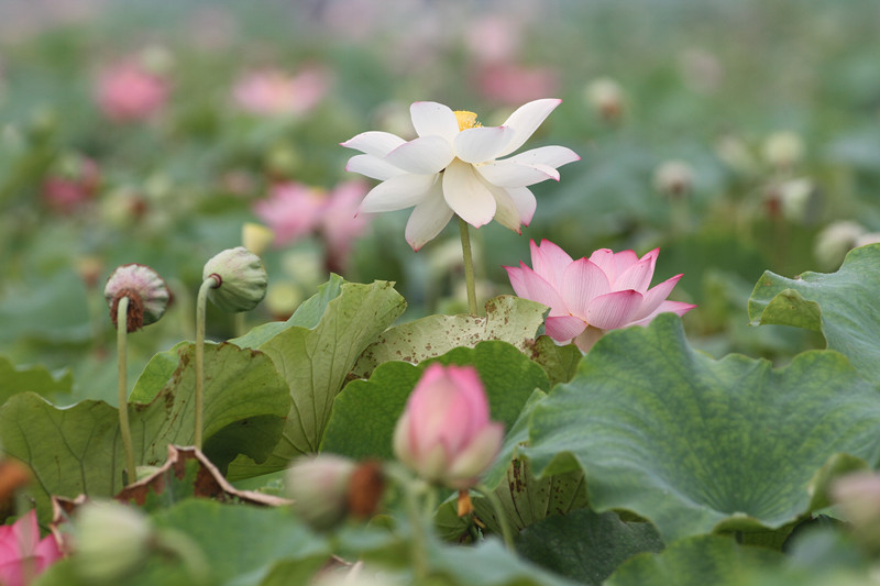 陈庄观荷