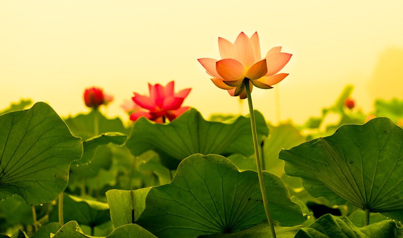 濮上荷花