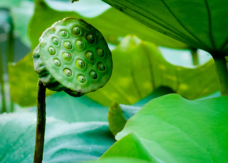 濮上荷花