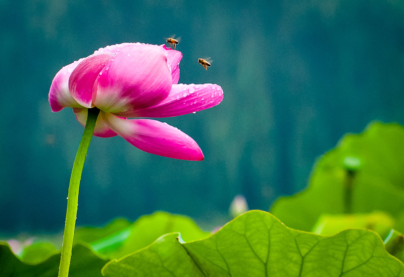 濮上荷花