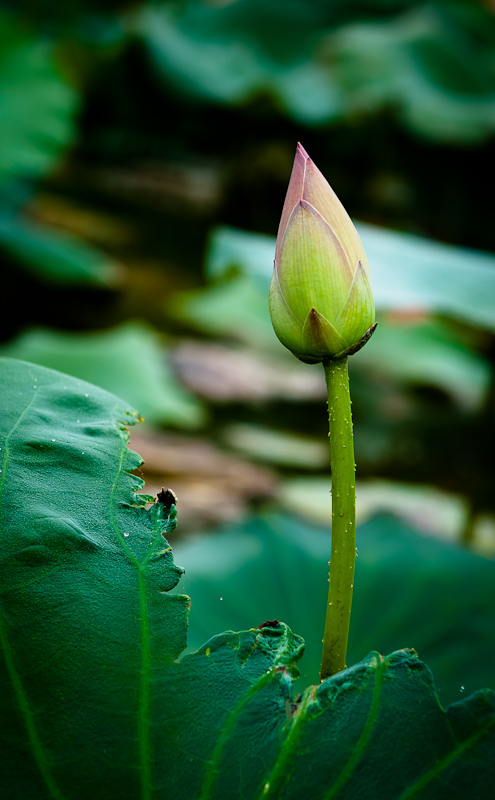 濮上荷花