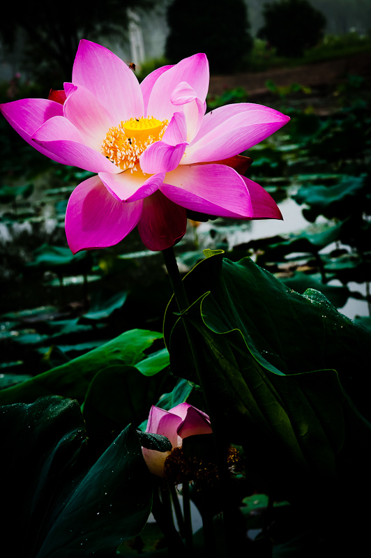 濮上荷花
