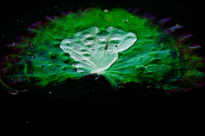 濮上荷花
