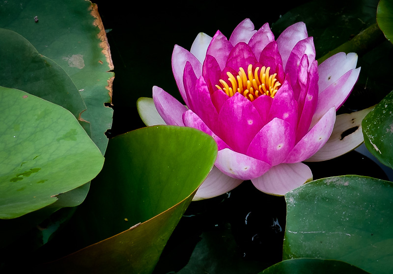 濮上荷花