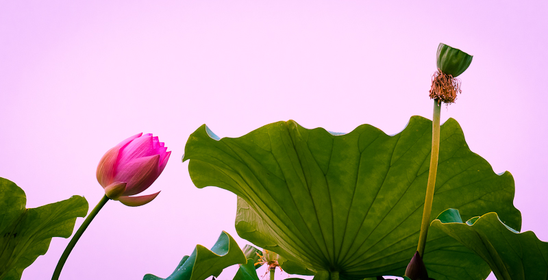 濮上荷花