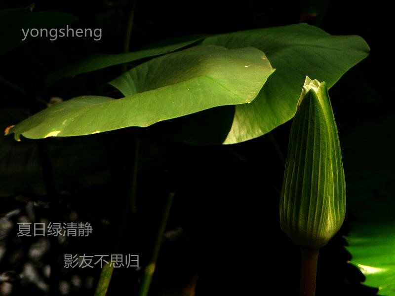 夏日绿清静 影友不思归