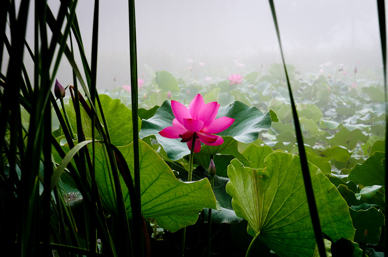濮上荷花