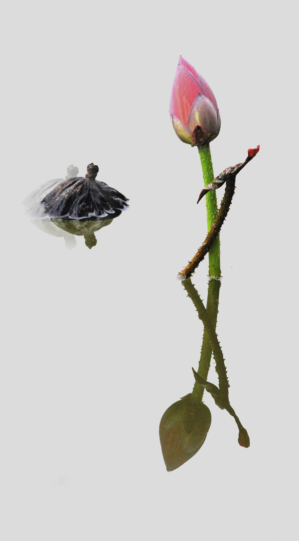 濮上新荷