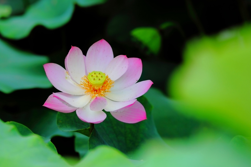 [原创]小荷才露尖尖角