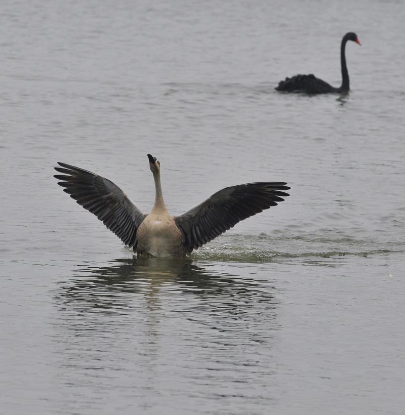 【】白洋淀。灰雁【】