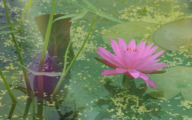 濮上新荷