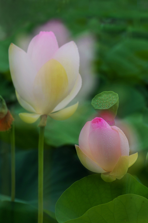濮上新荷