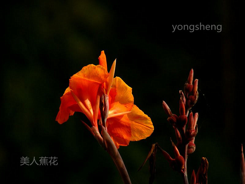 美人蕉花