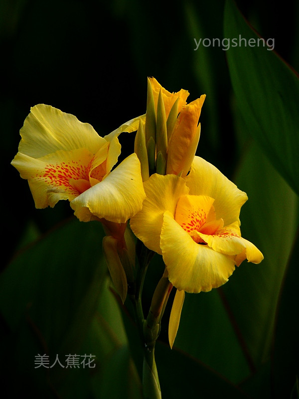 美人蕉花
