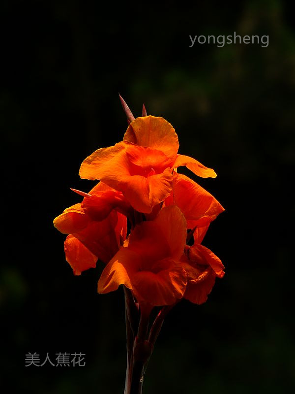 美人蕉花