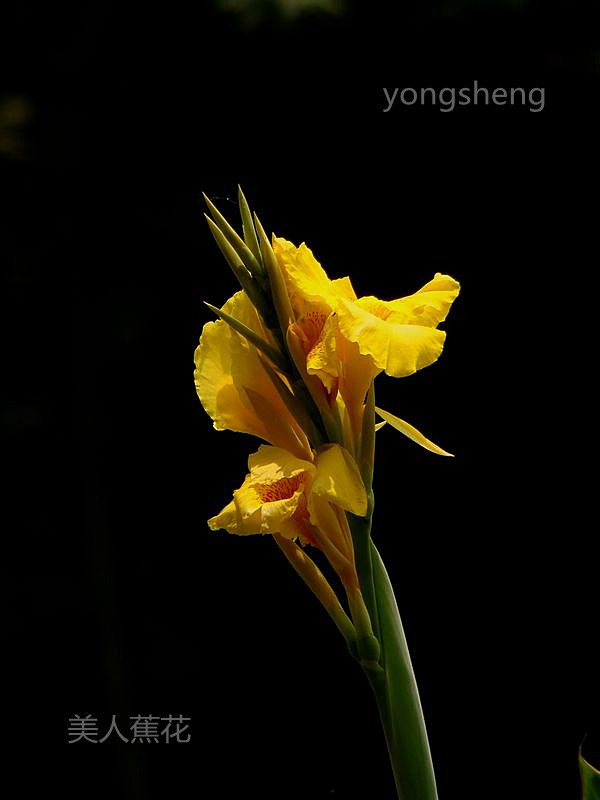 美人蕉花