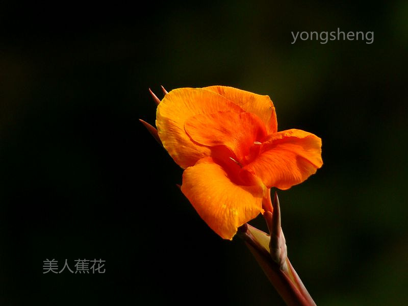 美人蕉花