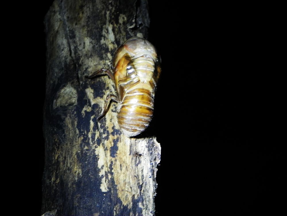 金蝉脱壳